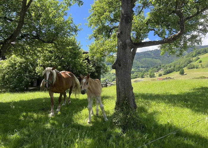 Sonnen Kaprun Daire *